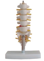 小型腰椎帶尾椎骨模型