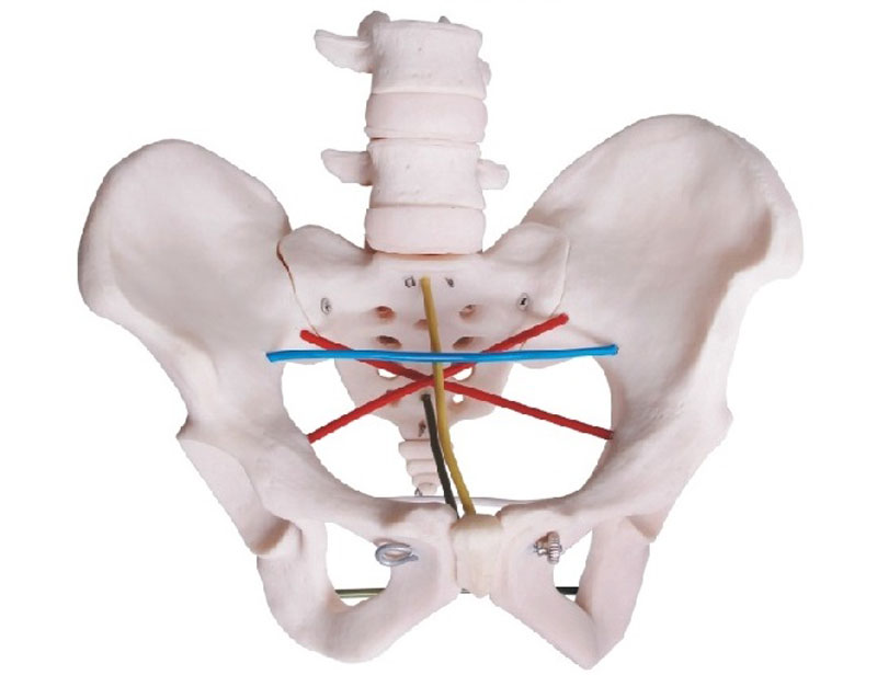 骨盆測(cè)量示教模型